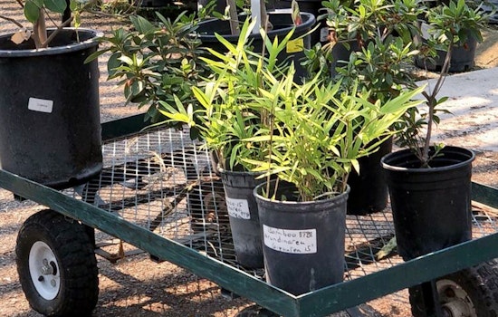 The 3 best plant nurseries in Stockton