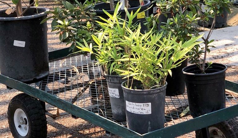 The 3 best plant nurseries in Stockton
