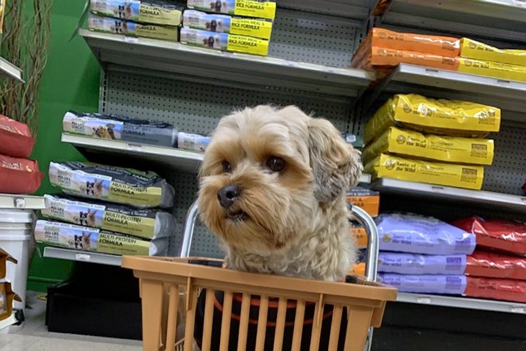 Sunnyvale's top 3 pet stores, ranked