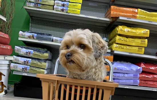 Sunnyvale's top 3 pet stores, ranked