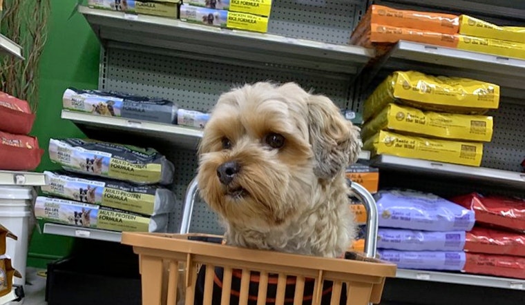 Sunnyvale's top 3 pet stores, ranked