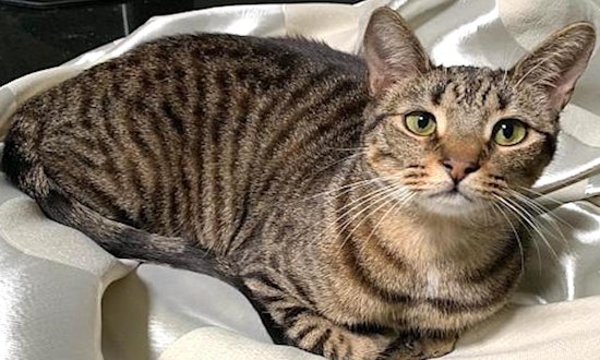 5 cute-as-can-be kittens to adopt now in Tampa