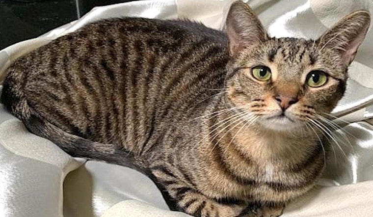 5 cute-as-can-be kittens to adopt now in Tampa