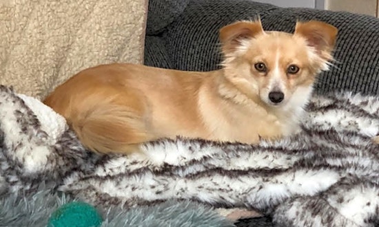 These Santa Ana-based dogs are up for adoption and in need of a good home