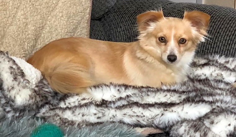These Santa Ana-based dogs are up for adoption and in need of a good home
