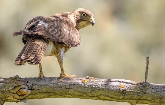Hawk found dead at Dolores Park after allegedly being struck by drone