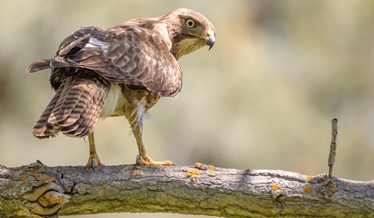 Hawk found dead at Dolores Park after allegedly being struck by drone
