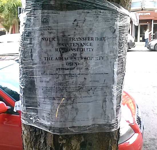 Tree Maintenance and Care Soon to Fall to Home and Property Owners