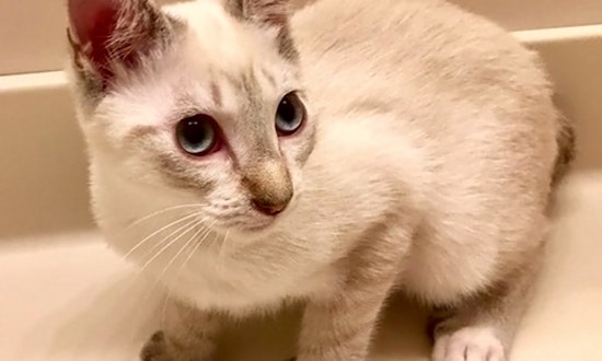 These Austin-based cats are up for adoption and in need of a good home