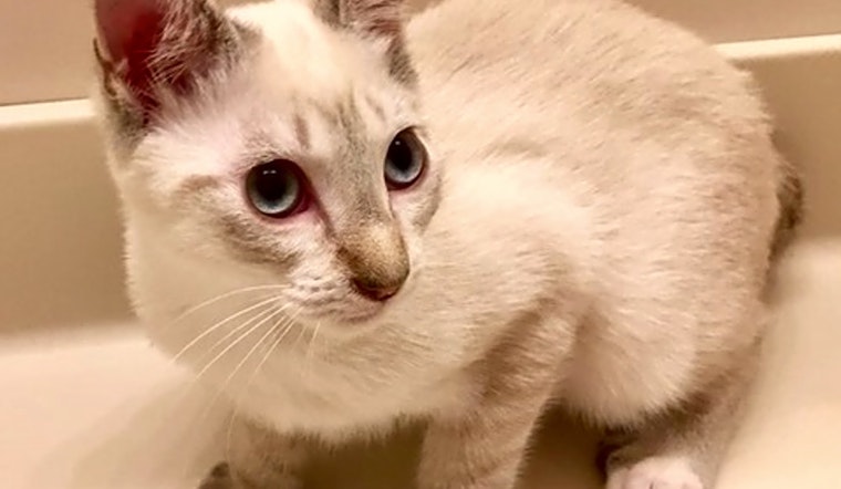 These Austin-based cats are up for adoption and in need of a good home