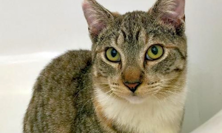 Looking to adopt a pet? Here are 4 cool kitties to adopt now in San Jose