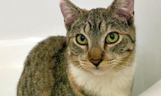Looking to adopt a pet? Here are 4 cool kitties to adopt now in San Jose
