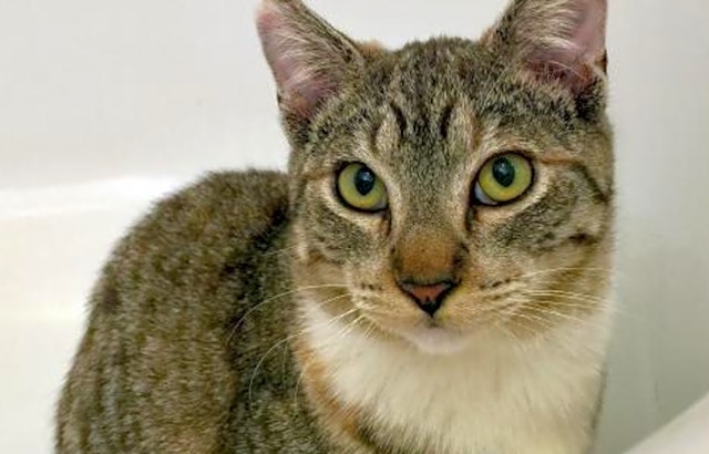 Looking to adopt a pet? Here are 4 cool kitties to adopt now in San Jose