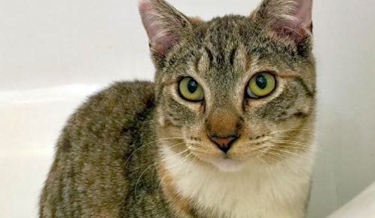Looking to adopt a pet? Here are 4 cool kitties to adopt now in San Jose