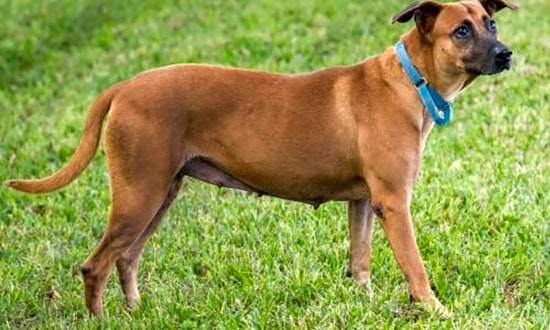 Looking to adopt a pet? Here are 7 cuddly canines to adopt now in Miami