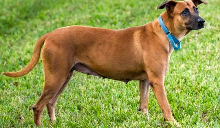 Looking to adopt a pet? Here are 7 cuddly canines to adopt now in Miami