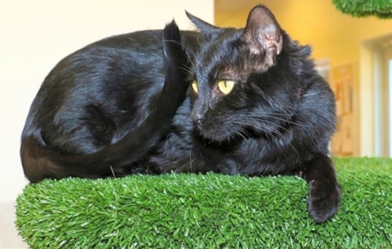 Want to adopt a pet? Here are 5 lovable kitties to adopt now in Albuquerque