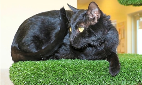 Want to adopt a pet? Here are 5 lovable kitties to adopt now in Albuquerque