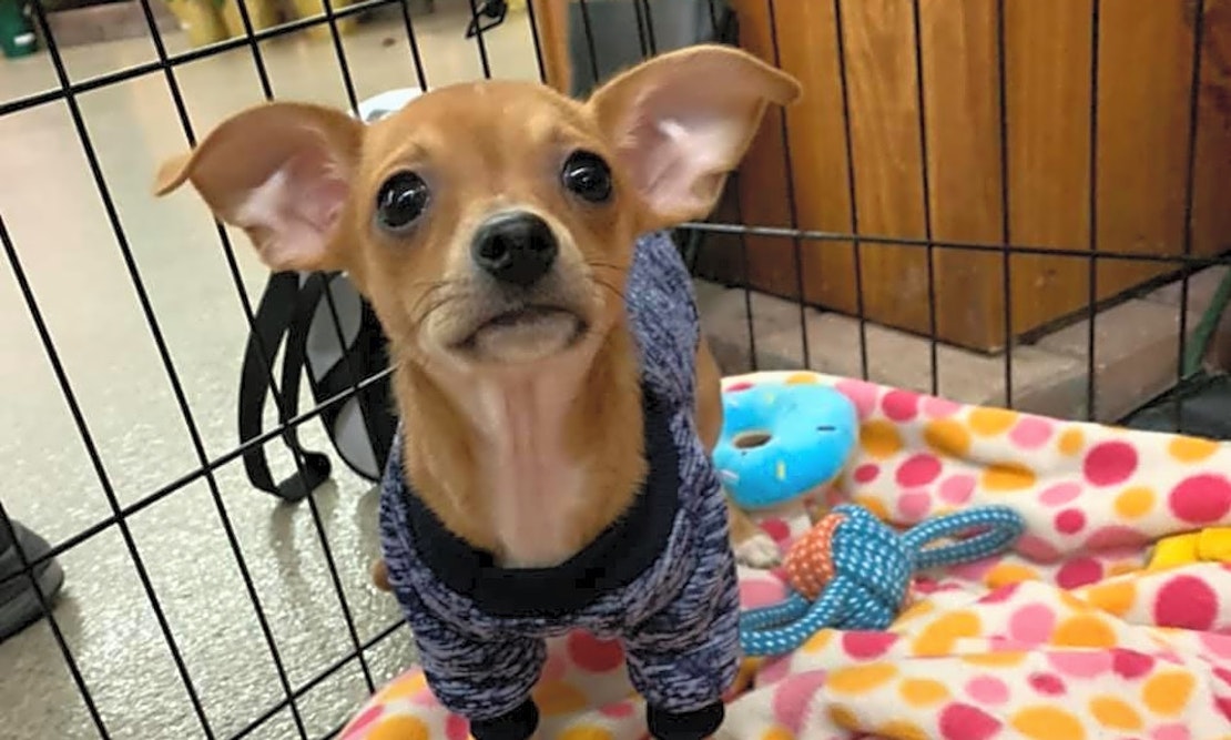 3 precious pups to adopt in Columbus