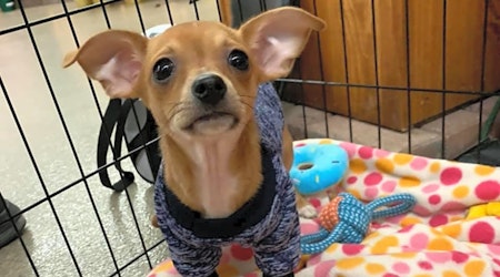 3 precious pups to adopt in Columbus