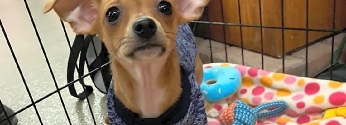 3 precious pups to adopt in Columbus