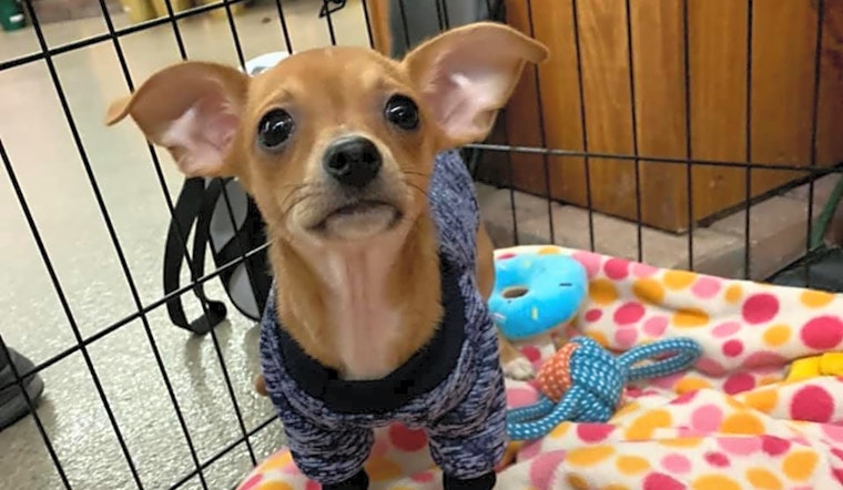 3 precious pups to adopt in Columbus