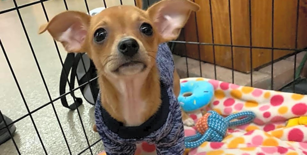 3 precious pups to adopt in Columbus