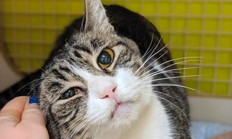 4 cute kitties to adopt now in San Francisco
