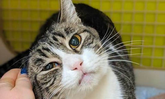 4 cute kitties to adopt now in San Francisco