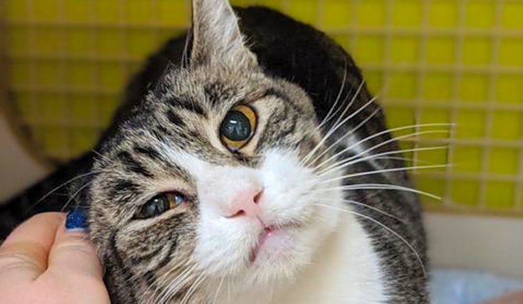 4 cute kitties to adopt now in San Francisco