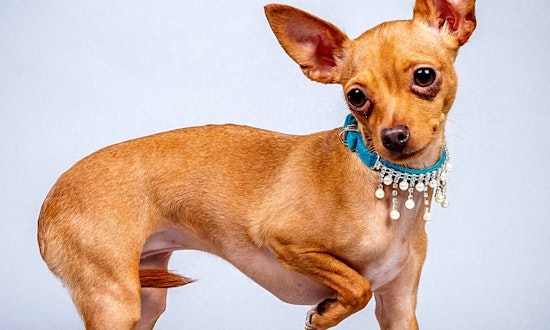 These Plano-based doggies are up for adoption and in need of a good home