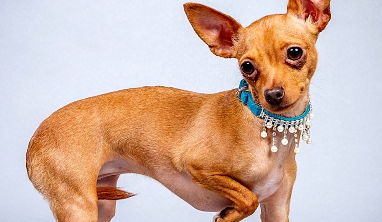 These Plano-based doggies are up for adoption and in need of a good home