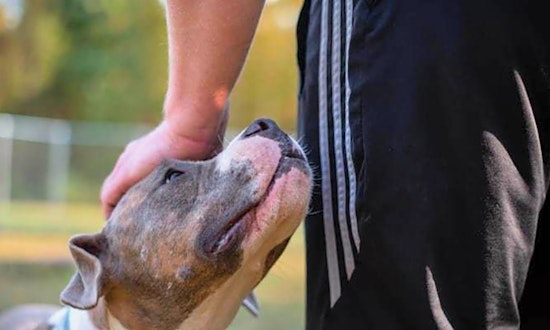 7 delightful doggies to adopt now in Louisville