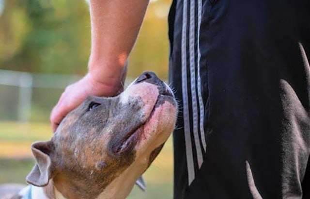 7 delightful doggies to adopt now in Louisville
