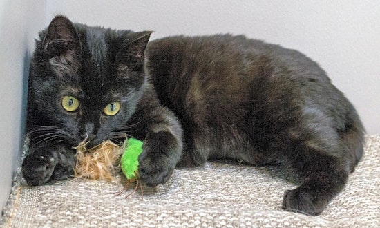3 fluffy felines to adopt now in Chicago