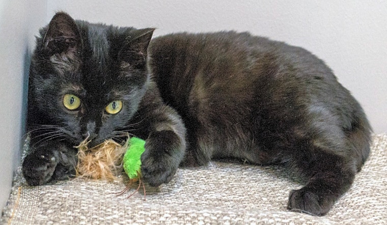 3 fluffy felines to adopt now in Chicago