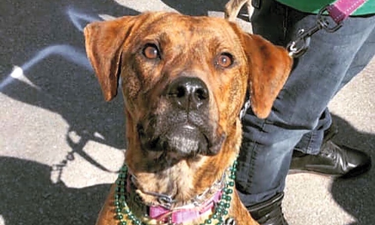 Looking to adopt a pet? Here are 5 cuddly canines to adopt now in Kansas City