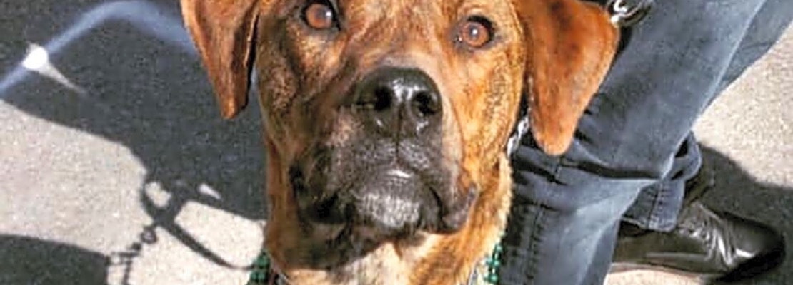 Looking to adopt a pet? Here are 5 cuddly canines to adopt now in Kansas City