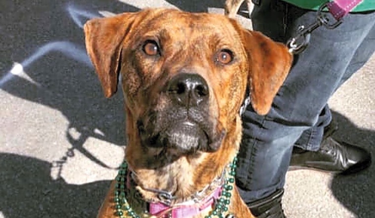 Looking to adopt a pet? Here are 5 cuddly canines to adopt now in Kansas City