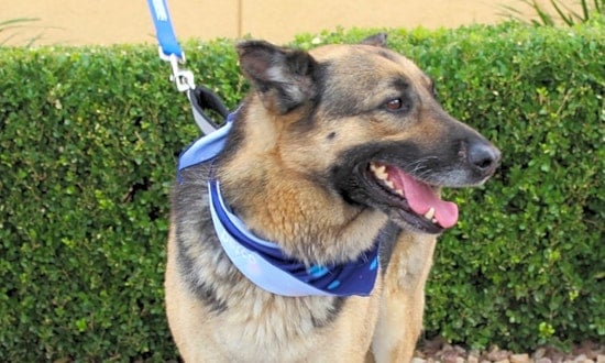 7 lovable pups to adopt now in Las Vegas