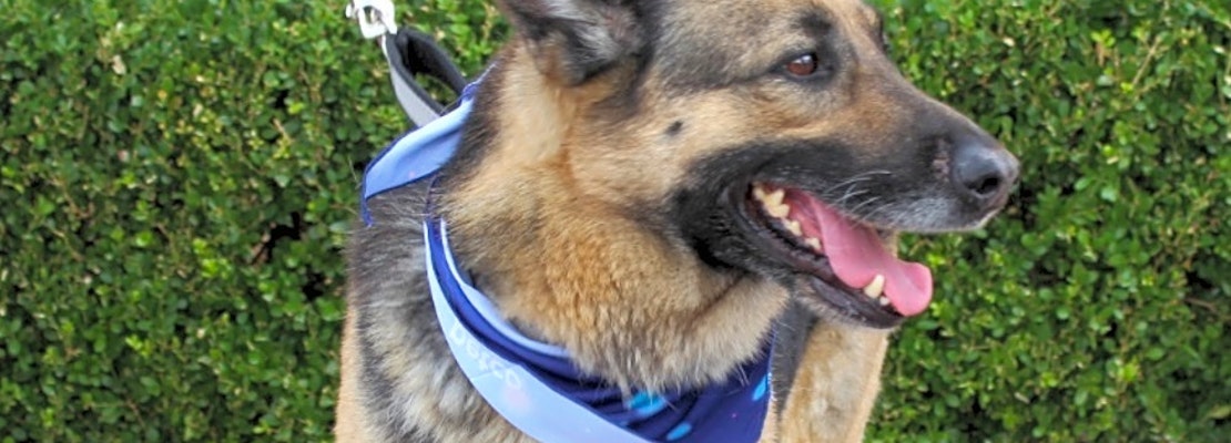 7 lovable pups to adopt now in Las Vegas
