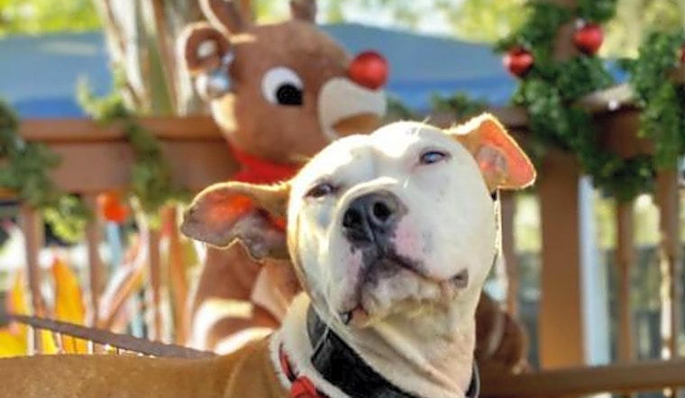 3 lovable pups to adopt now in Tampa