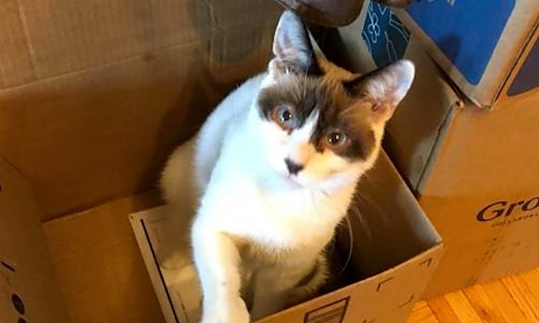 These New York City-based kittens are up for adoption and in need of a good home