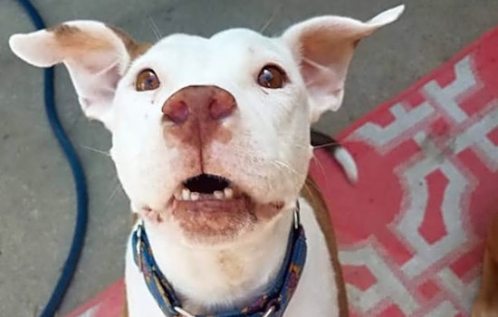 6 delightful doggies to adopt now in Colorado Springs