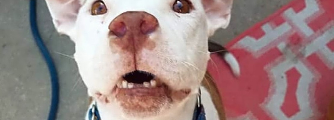 6 delightful doggies to adopt now in Colorado Springs