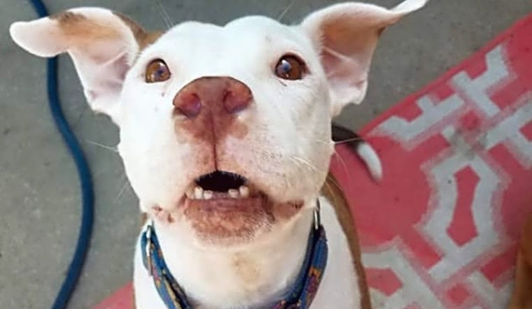 6 delightful doggies to adopt now in Colorado Springs