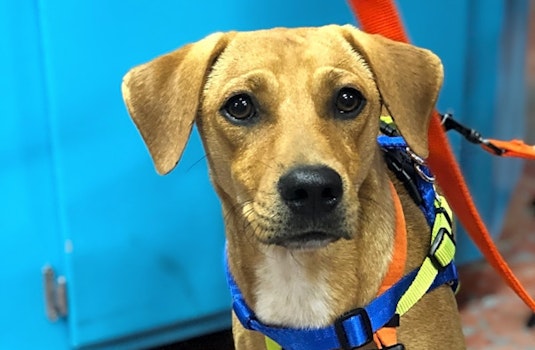 Looking to adopt a pet? Here are 5 adorable pups to adopt now in New Orleans