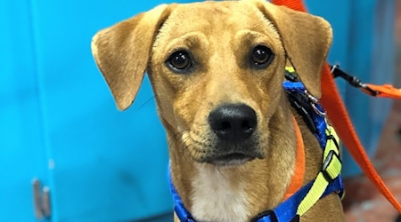 Looking to adopt a pet? Here are 5 adorable pups to adopt now in New Orleans