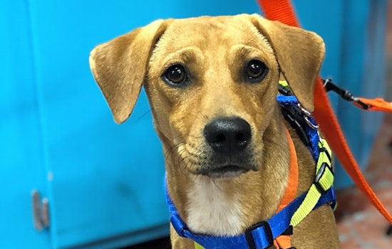 Looking to adopt a pet? Here are 5 adorable pups to adopt now in New Orleans