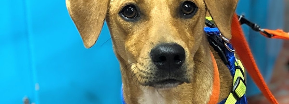 Looking to adopt a pet? Here are 5 adorable pups to adopt now in New Orleans